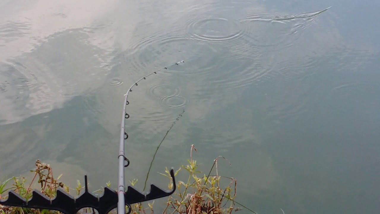 Feeder Fishing Quivertip Bites Compilation