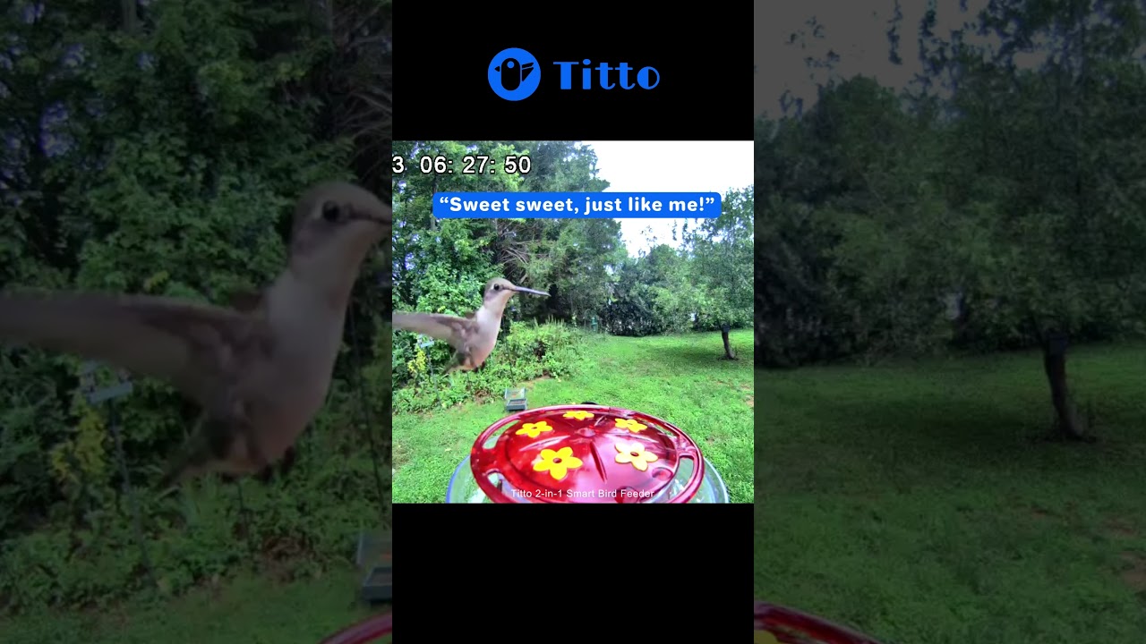 Watching hummingbirds sip sweet nectar 🐦💖#titto #smartbirdfeeder #birds