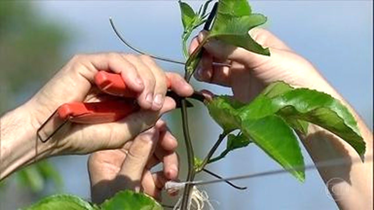 1° PODA DO MARACUJÁ | TENHA MAIS FRUTOS COM ESSA DICA