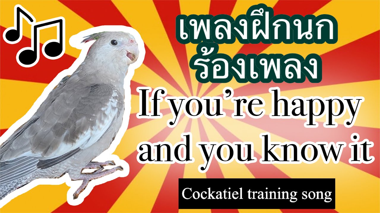 ฝึกนกร้องเพลง COCKATIEL training song: If you're happy and you know it