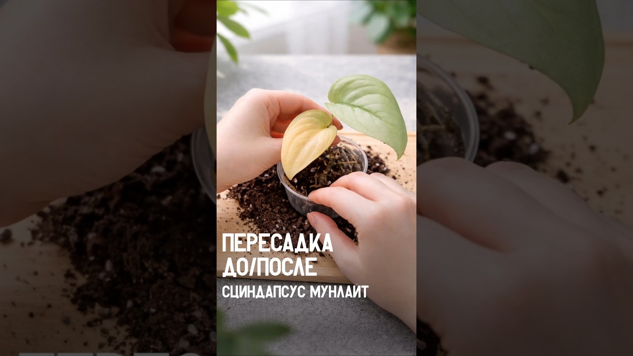 До/После Сциндапсус Мунлайт 🌿 | #пересадка #пересадкацветов #сциндапсус #цветыизкитая #ароидные
