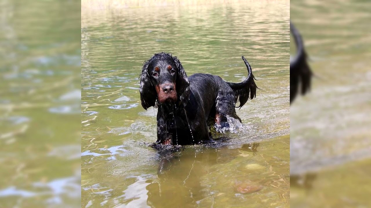 Gordon setter. Pros y contras, precio, Cómo elegir, hechos, cuidado, historia