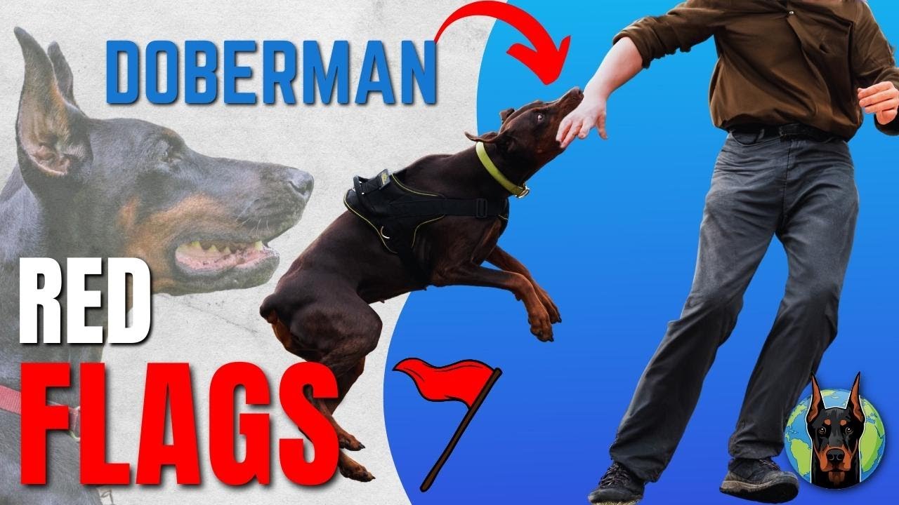 7 Warning Signs Dobermans Show MONTHS Before a Behavior Crisis