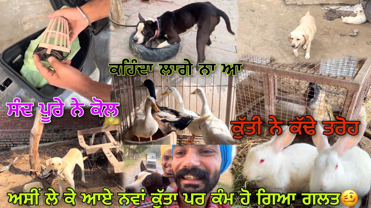 New American Pitbull leya ਕੁੱਤਾ ਕਾਹਦਾ ਇਹ ਤਾਂ ਬਲਾ ਲੈ ਆਂਦੀ ਤੁਸੀਂ | ਹੁਣ ਨਹੀਂ ਆਉਂਦਾ ਕੋਈ ਘਰ | PRABH SRAAN