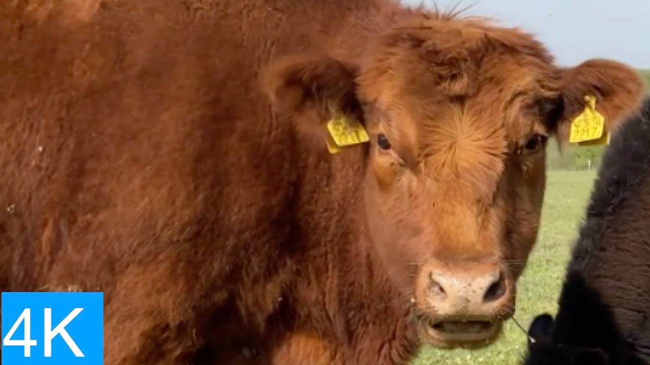 Red heifer born in the Balaton region.