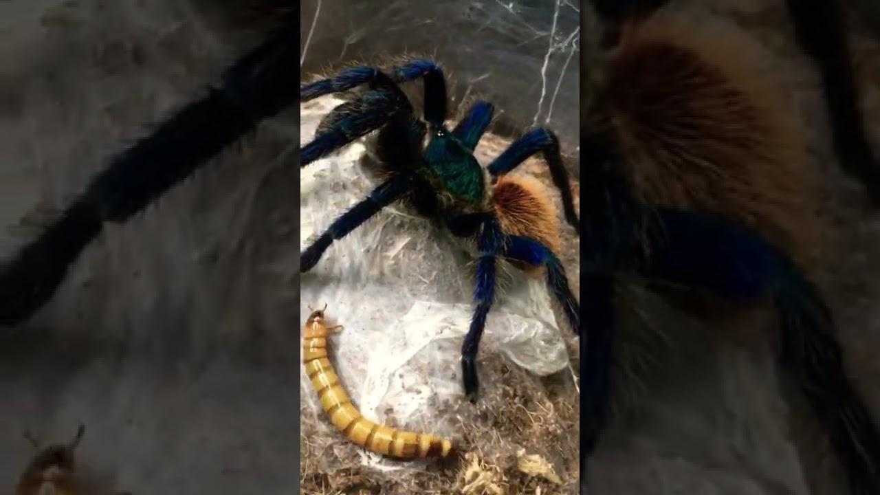 Green Bottle Blue Tarantula Destroys the Super worm!!!