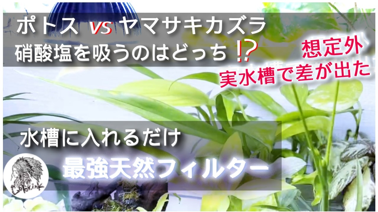 「ポトス vs ヤマサキカズラ」硝酸塩を吸うのはどっち？実水槽で差が出た！【観葉植物とアクア】