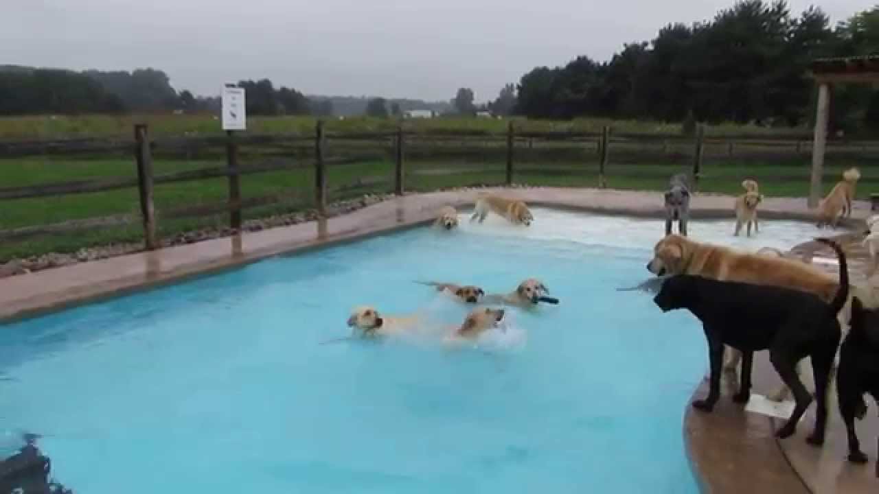 Lucky Puppies Delight in Swimming Pool Pawty