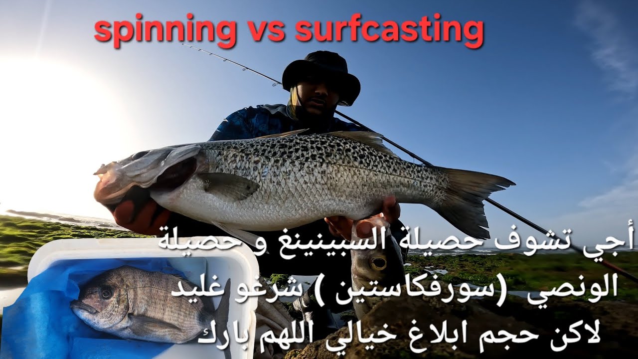Spinning vs surfcasting  حصيلة جميلة من سمك أبلاغ لاكن حجمها خيالي وسمك الشرغو بطعم العكريشة 🐟🦀🦀