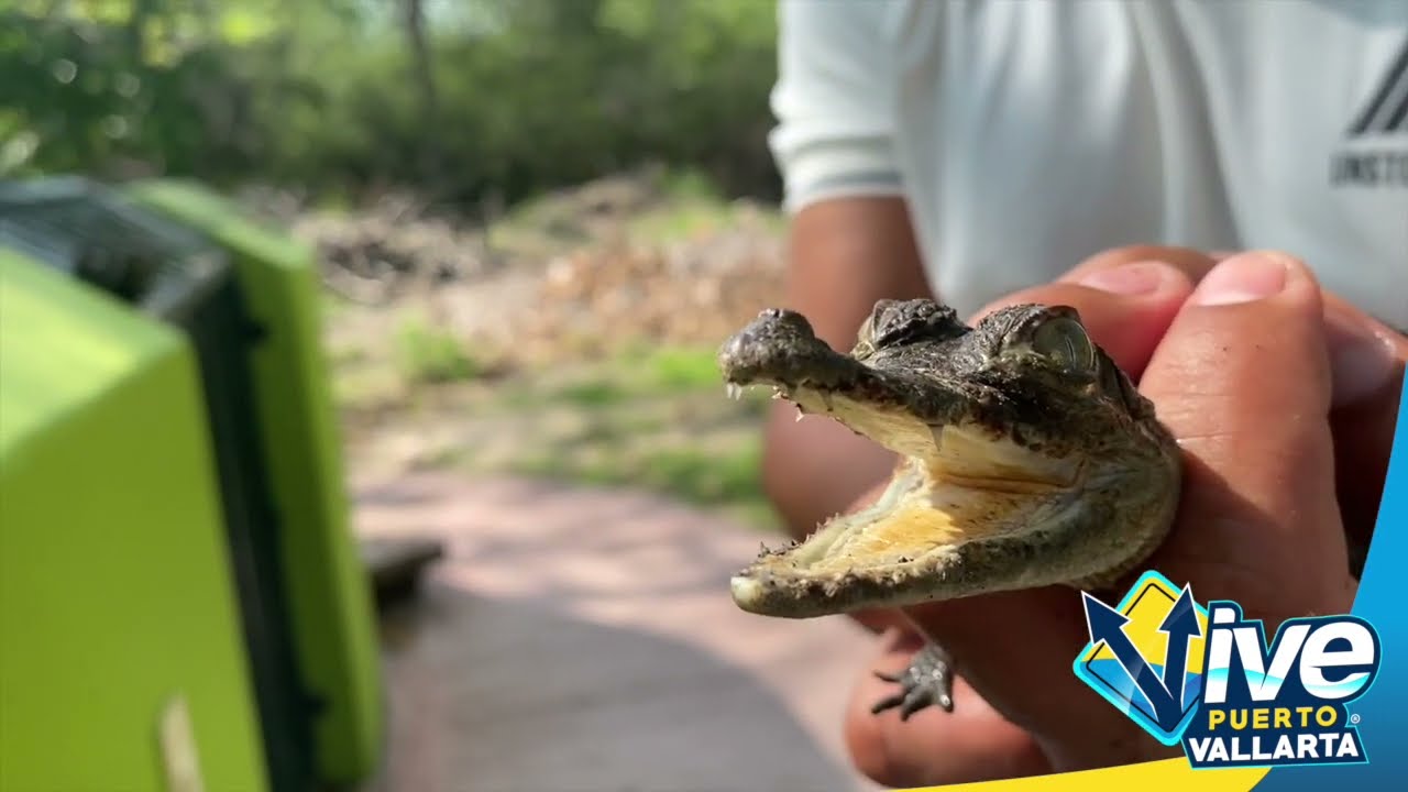 ¿Está Puerto Vallarta infestado de cocodrilos? Esto nos dijeron lo expertos  🐊