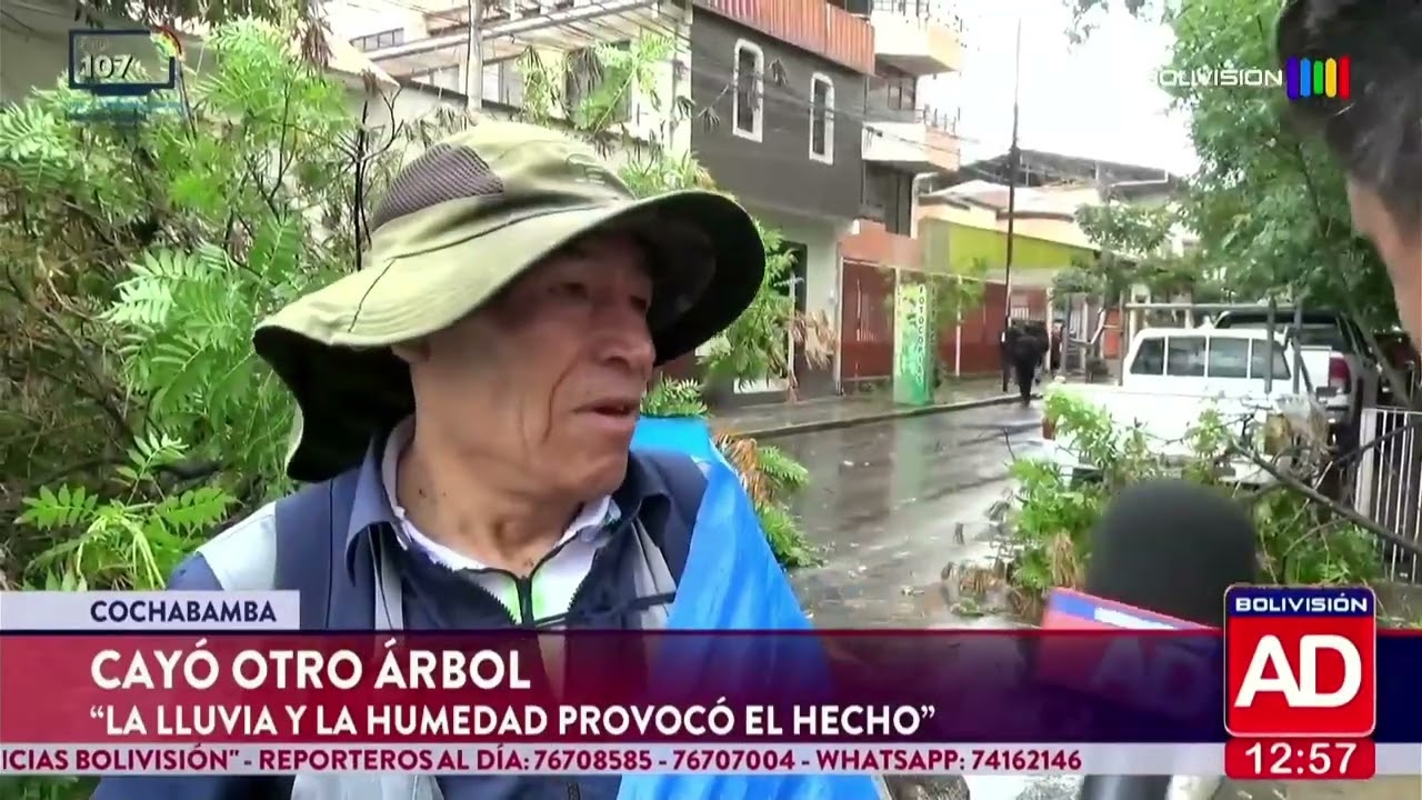Cae otro árbol en Cochabamba por efecto de la lluvia y la humedad