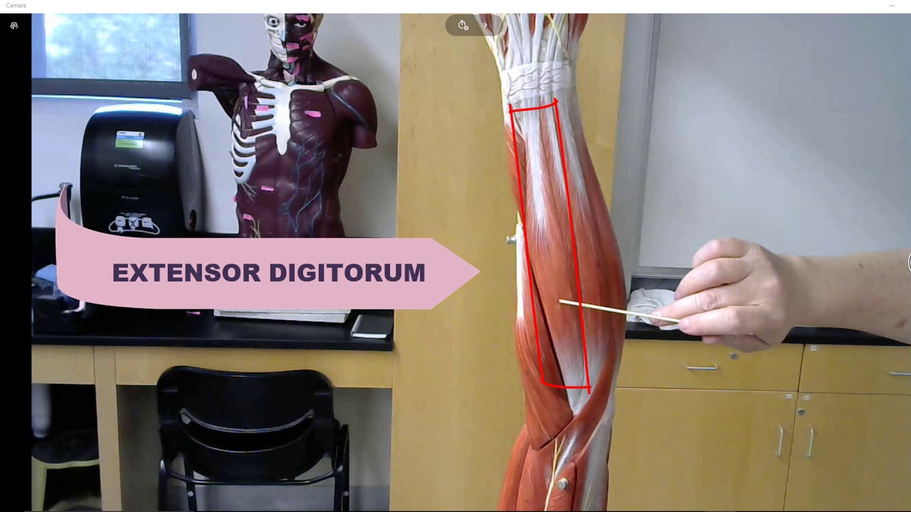 SBVC ARM ANATOMY MUSCLE MODEL