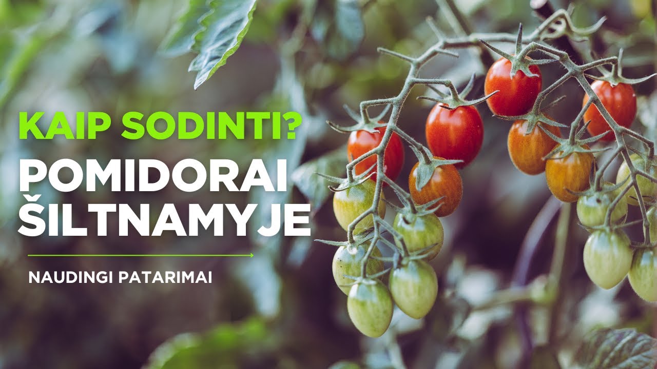 Pomidorų sodinimas į šiltnamį | Augink lengviau!