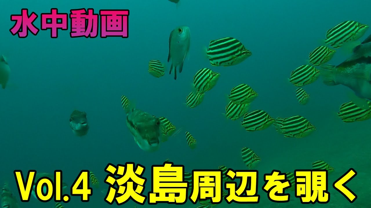 【水中動画】駿河湾の海底を行く　Vol.4淡島周辺の海底を覗いてみた