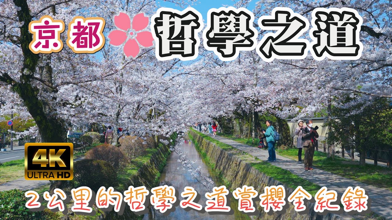 🌸京都賞櫻景點4K I 京都最美賞櫻景點 哲學之道櫻花滿開 I 用鏡頭帶你一窺2公里的哲學之道賞櫻全紀錄 I 冷門好拍的大豐神社、熊野若王子神社 I 日本旅遊VLOG