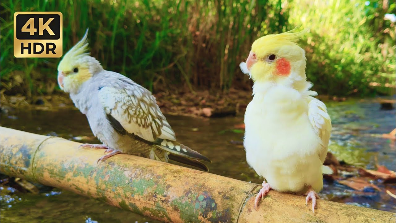 1 Hour Relaxing Cockatiel Sounds in Nature | Cute Lutino Cockatiels on Bamboo Branch