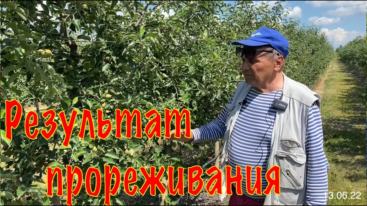 Результат прореживания завязи в интенсивном саду яблони - Питомник Маценко
