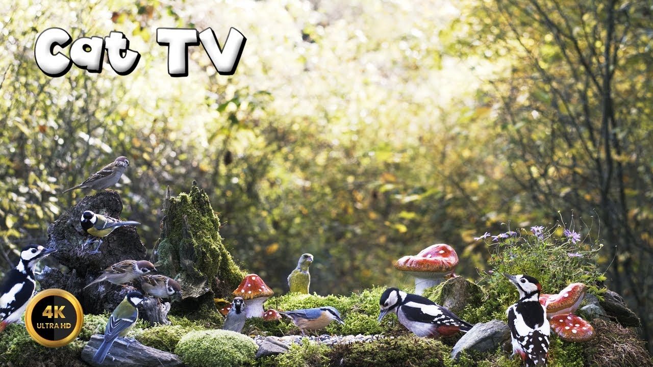 Cat TV 🐈 -  WOODPECKERS & AMANITAS 🍄🕊️🌲 (4K)  |NO ADS|