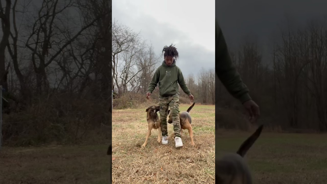 ADVANCED OBEDIENCE WITH HYBRID MALINOIS 