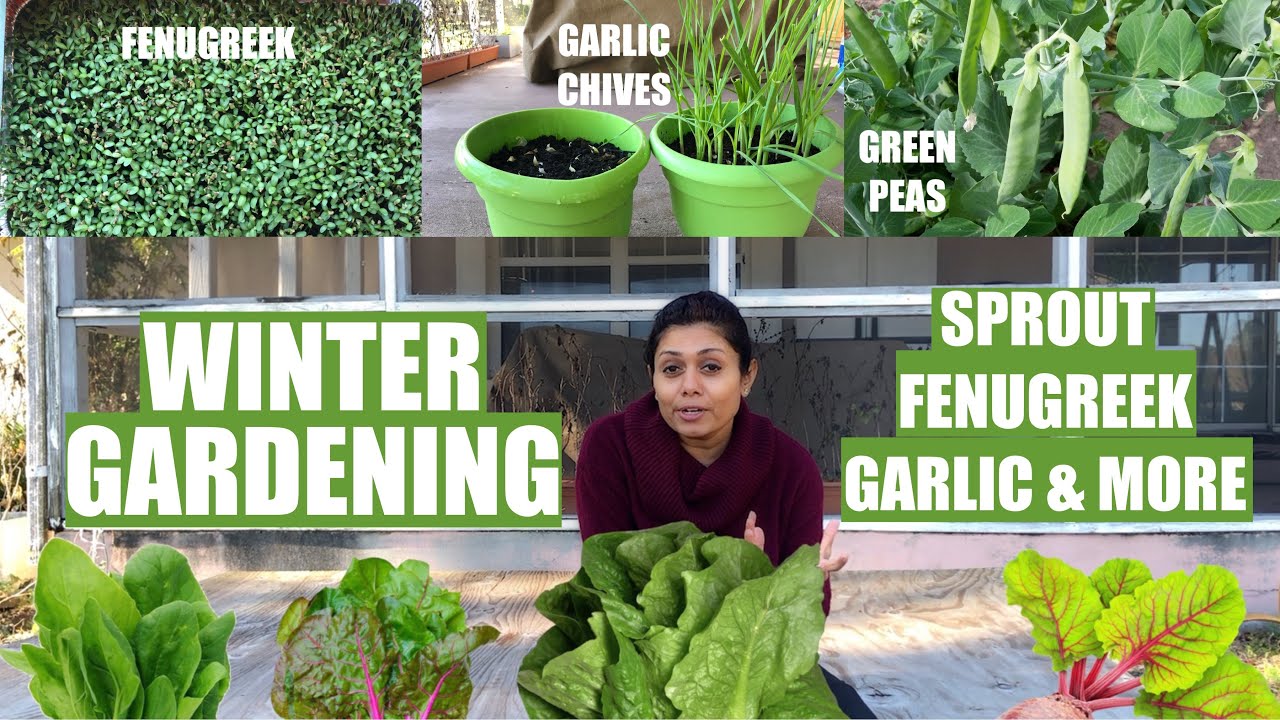 How to Winter Gardening Grow Green Peas Sprout Garlic Onion Fenugreek Cilantro Bhavna's Kitchen