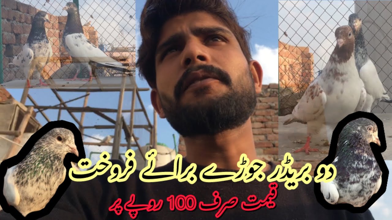 Pairs for sale | @Kakukabutarbaaz | #hashimmahmoodpigeons