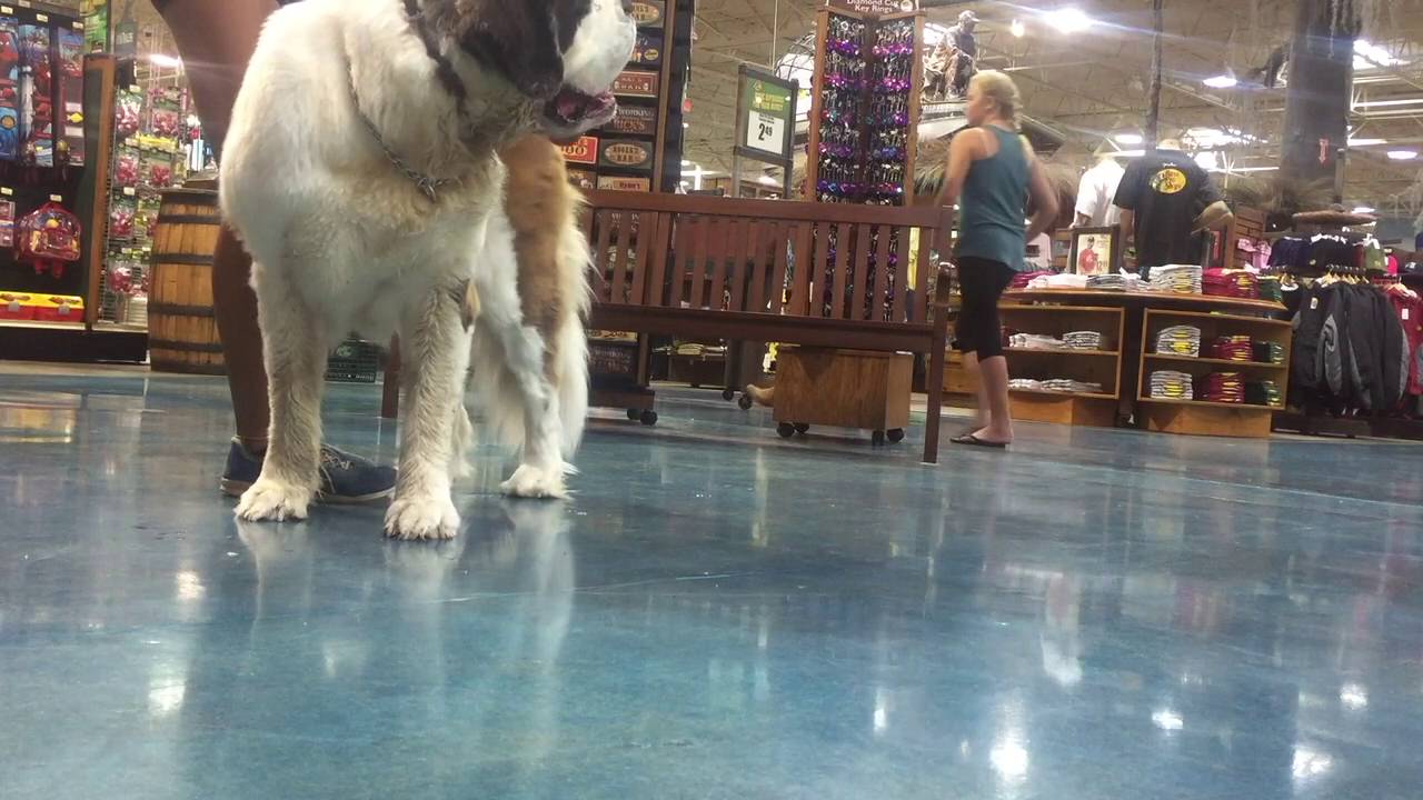 3yr old St. Bernard 