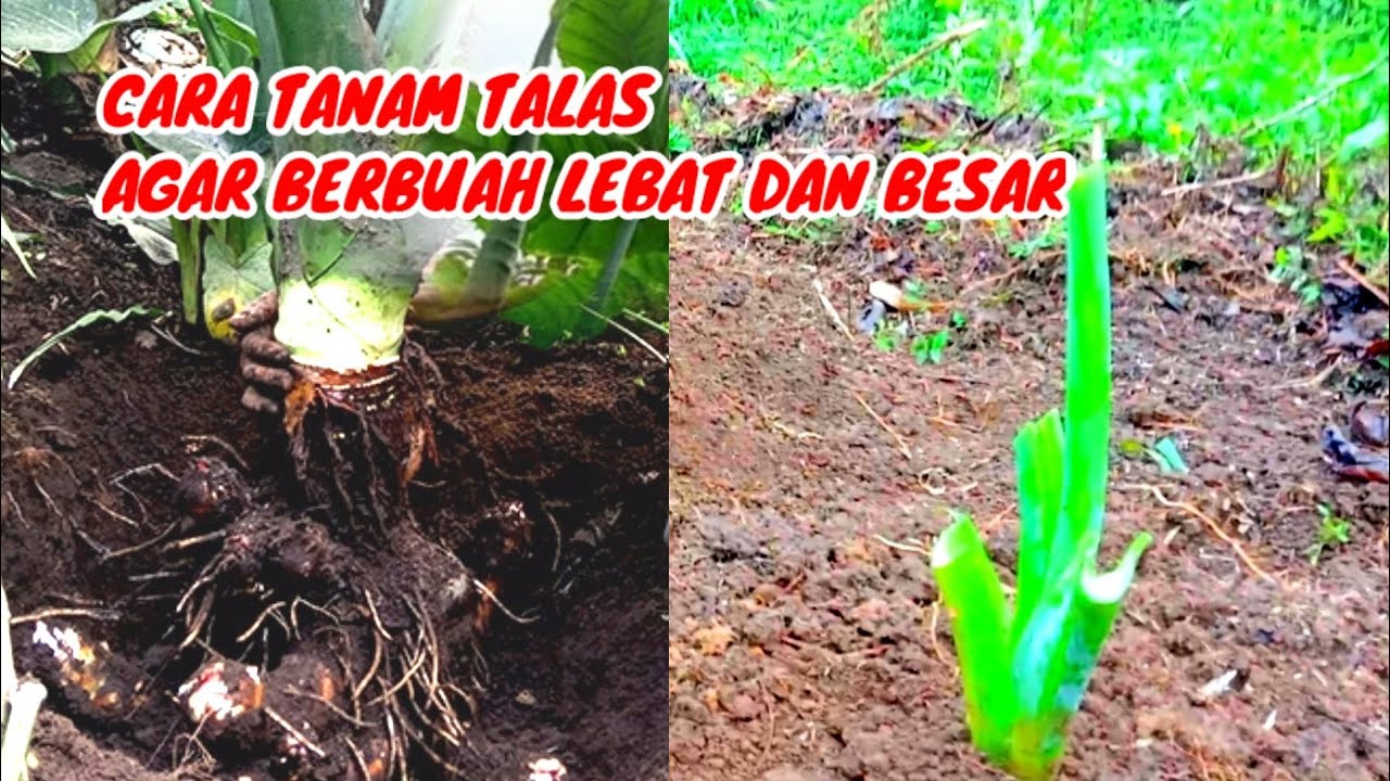 cara tanam talas agar berbuah lebat dan besar