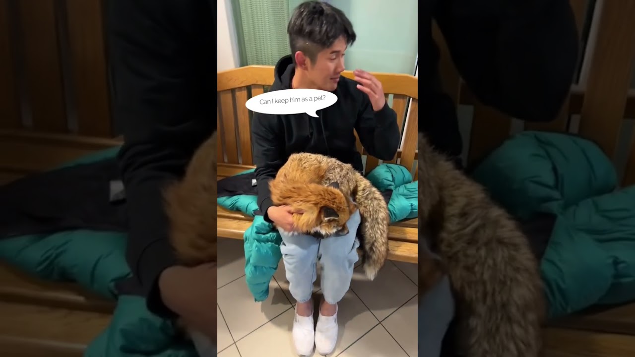 They Think Our Fox Has Rabies… #shorts