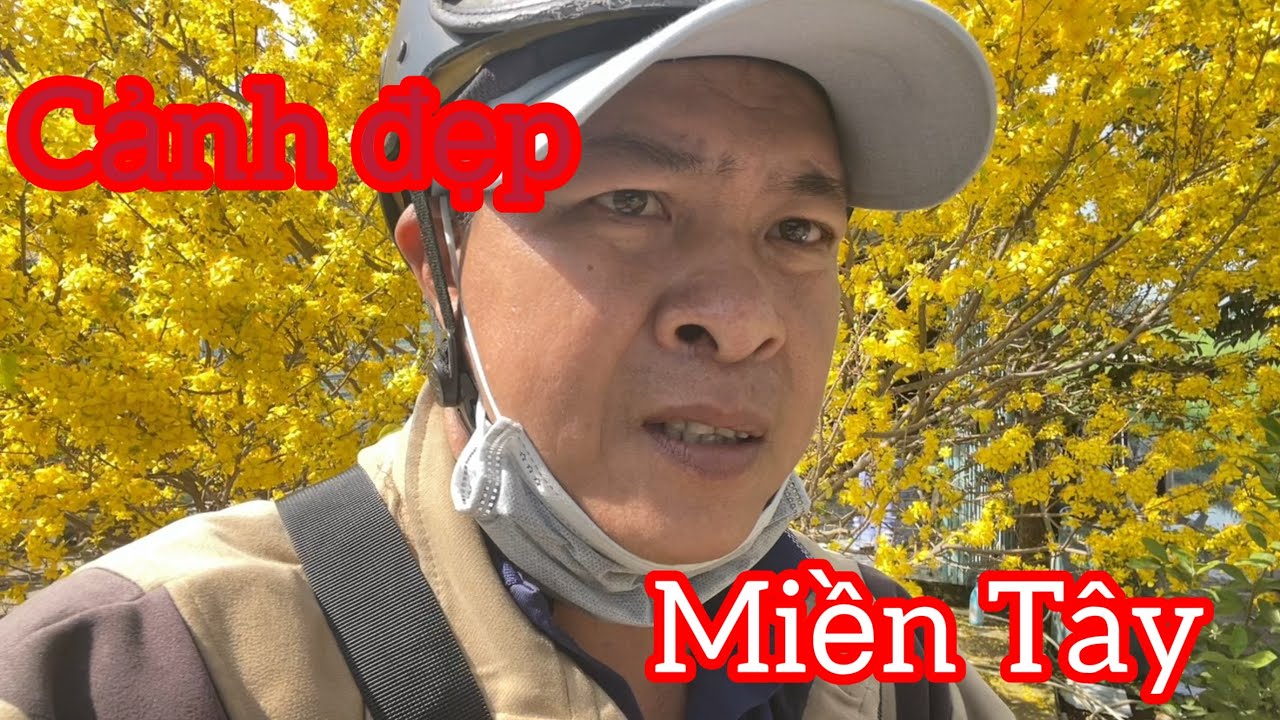 Cảnh đẹp miền Tây mai vàng khắp nơi.