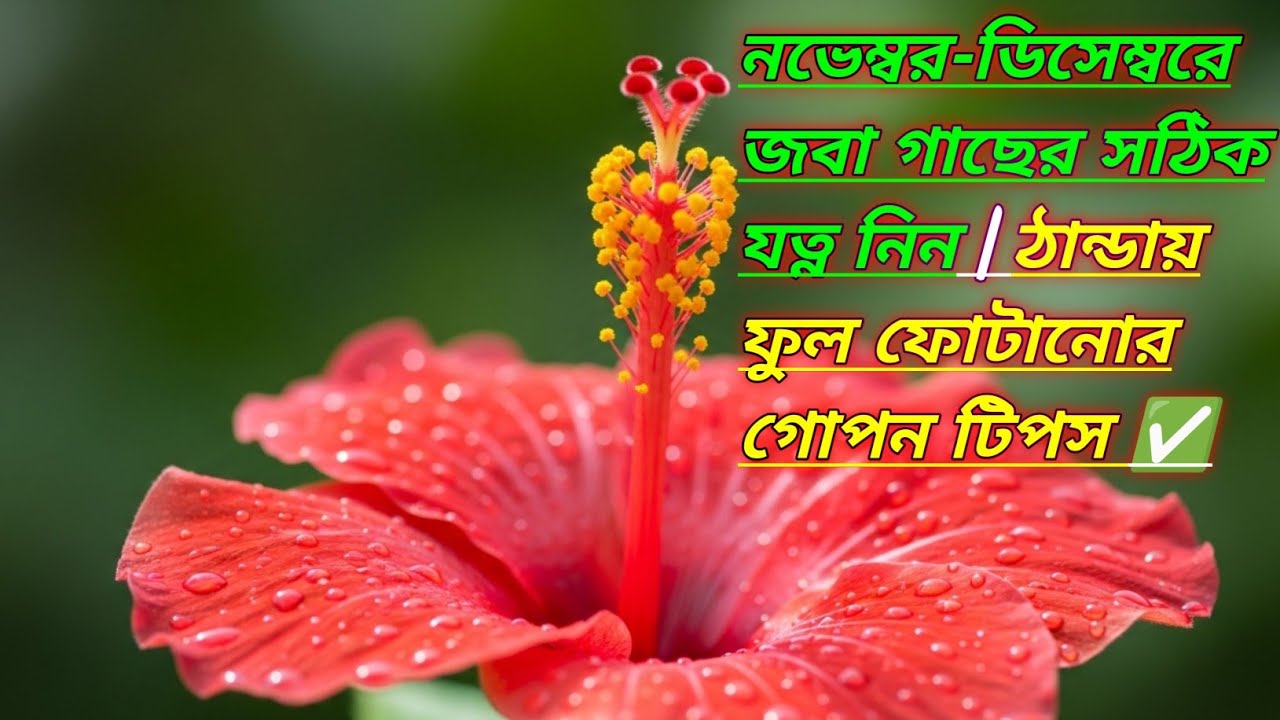 শীতের সময় জবা গাছের যত্ন কেমন হওয়া উচিত? ফুল বাড়ানোর সহজ টিপস 🌺✅