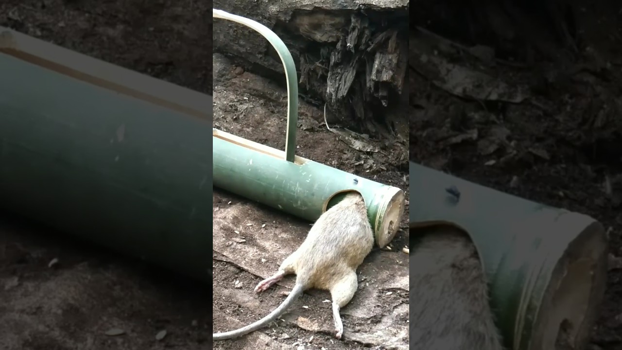 make rat trap using bamboo