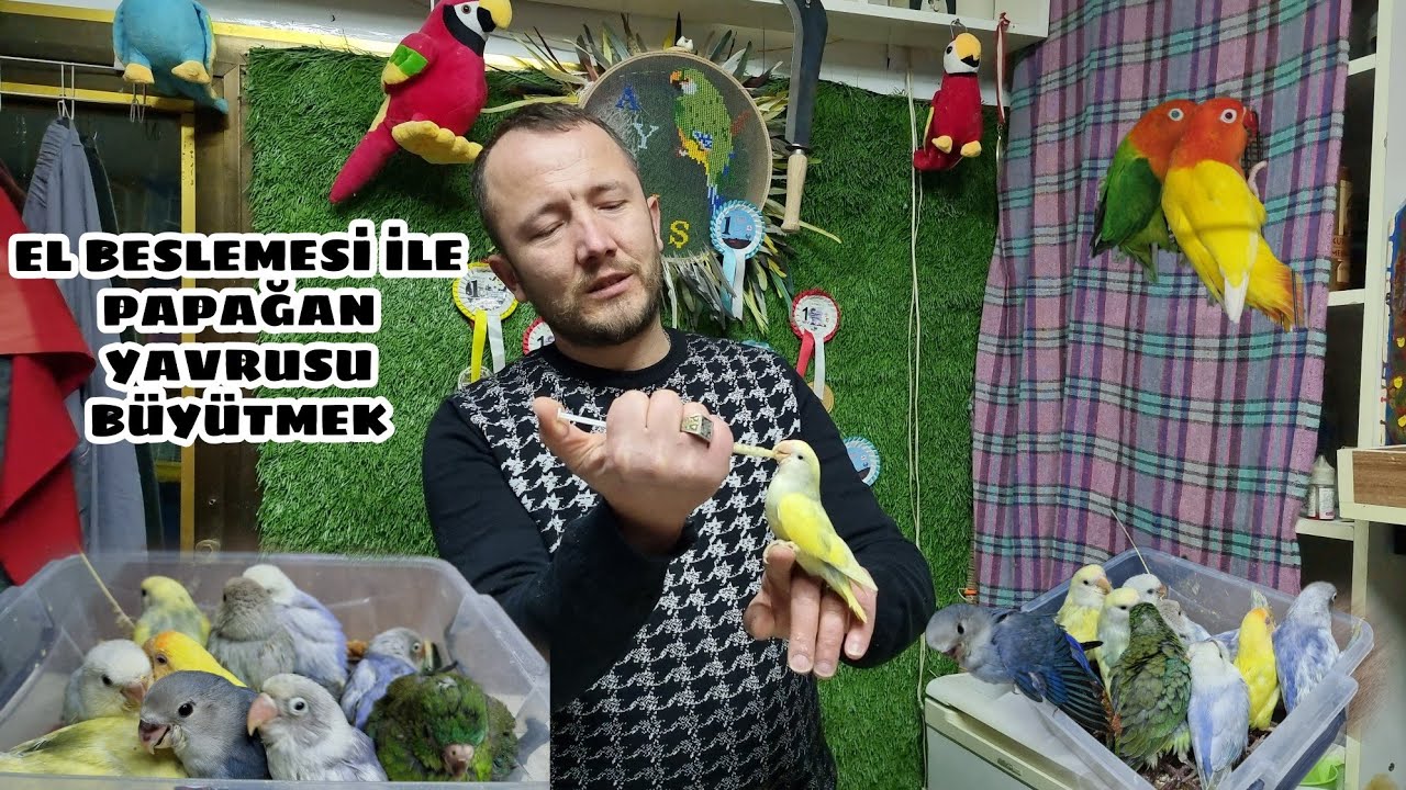PAPAĞANLARDA ELLE BESLEME NASIL YAPILIR İNSANA ALIŞTIRMAK SEVDA CENNET VE ŞARKICI PAREKET PAPAĞANLAR