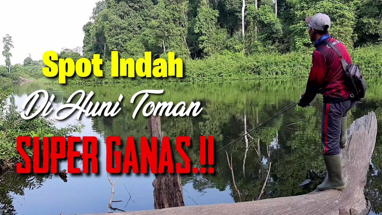 TIDAK DI SANGKA.!! DANAU INI BANYAK DI HUNI TOMAN SUPER GANAS