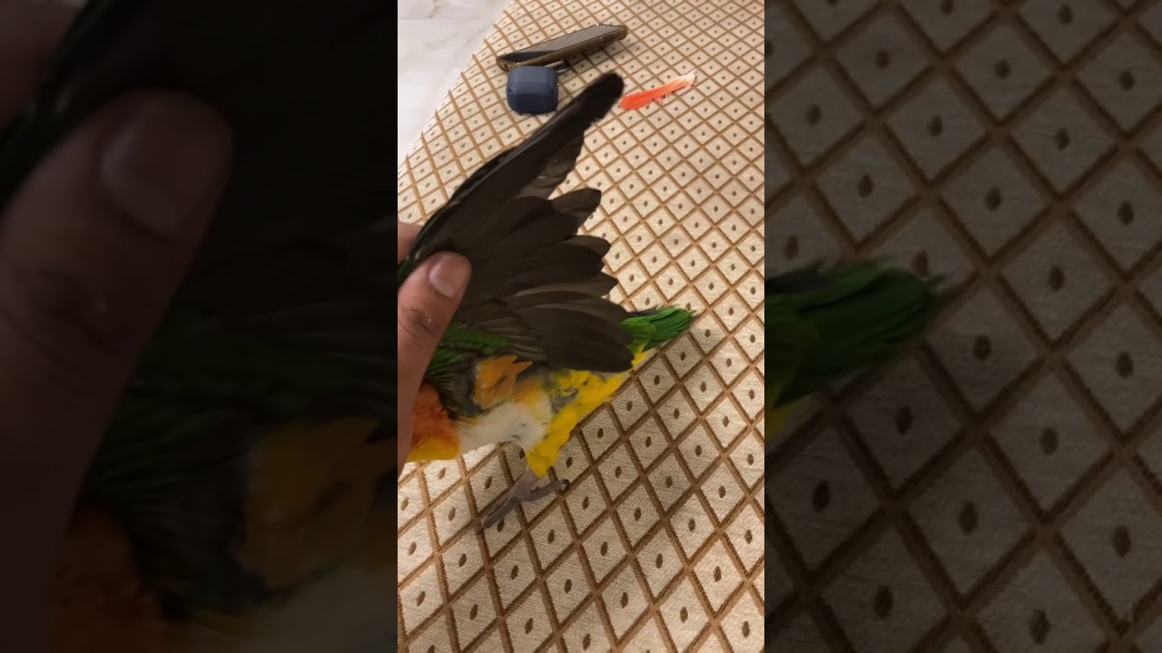 قص جناح الطيور