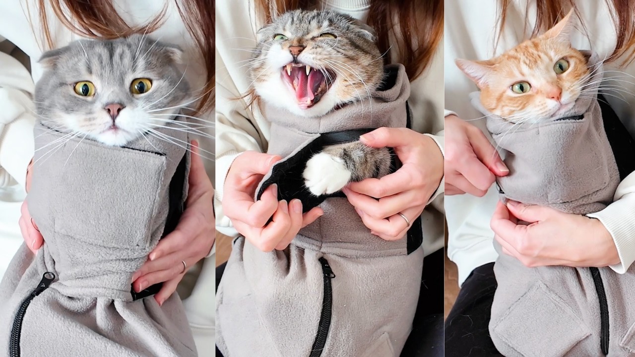 2万円の猫ケアグッズで爪切りをした飼い主の末路がコチラ🤣🤣🤣 Cat Wrap Pro