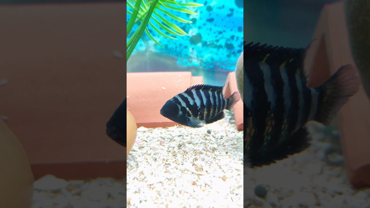 My Zebra Cichlid Bahut Activa Hai 