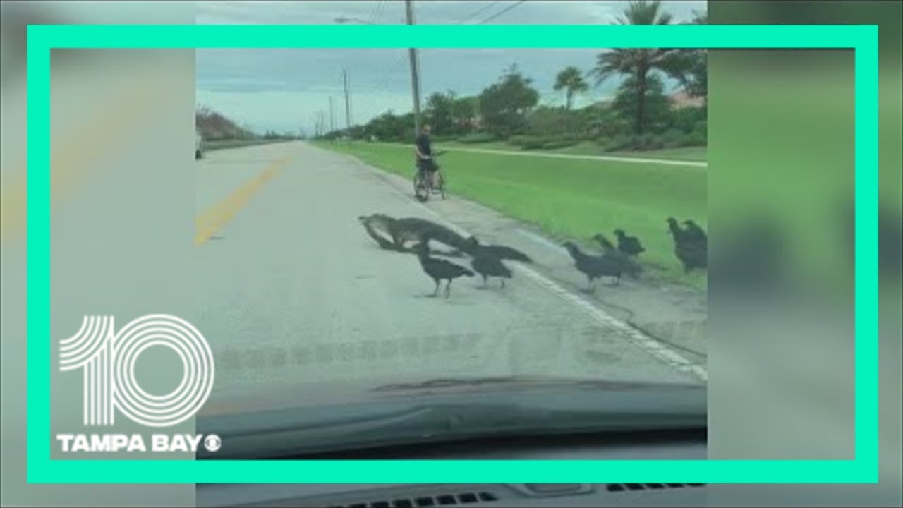 Florida gator crosses road with a meal | 10News WTSP