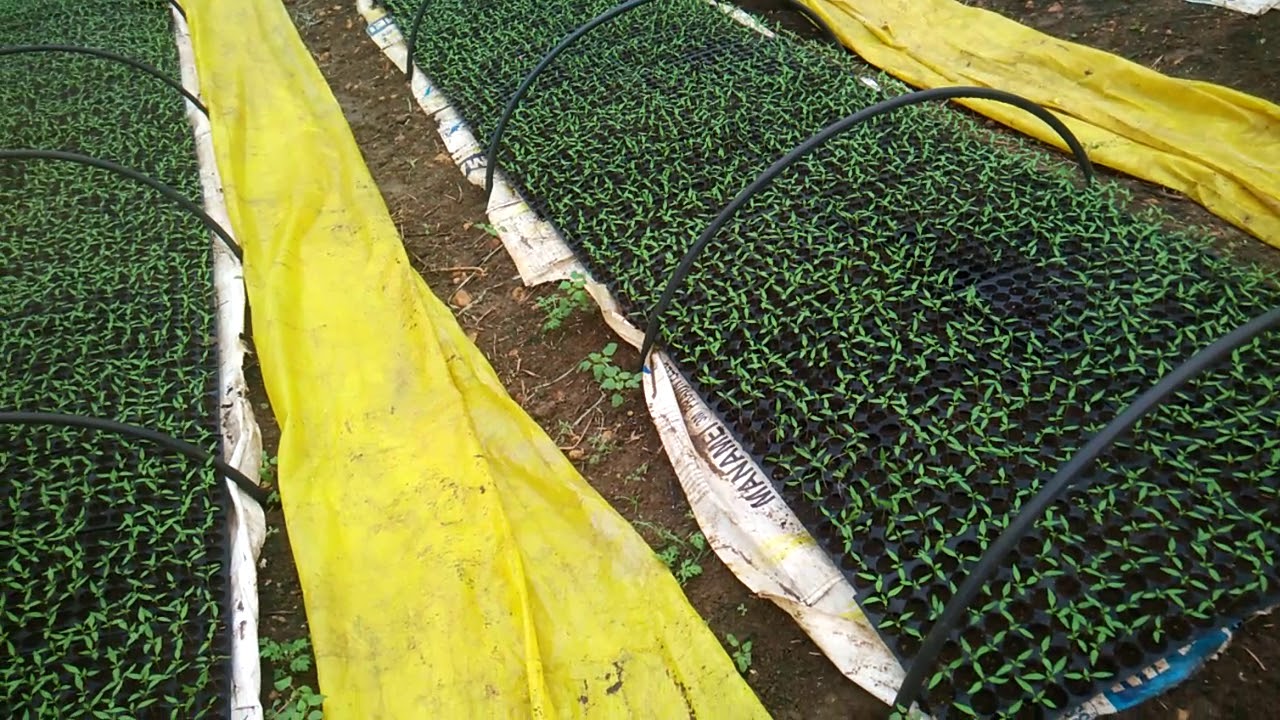 mirchi nursery in Chittoor