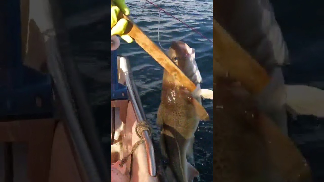 Giant cod caught on longline #fishing #shorts