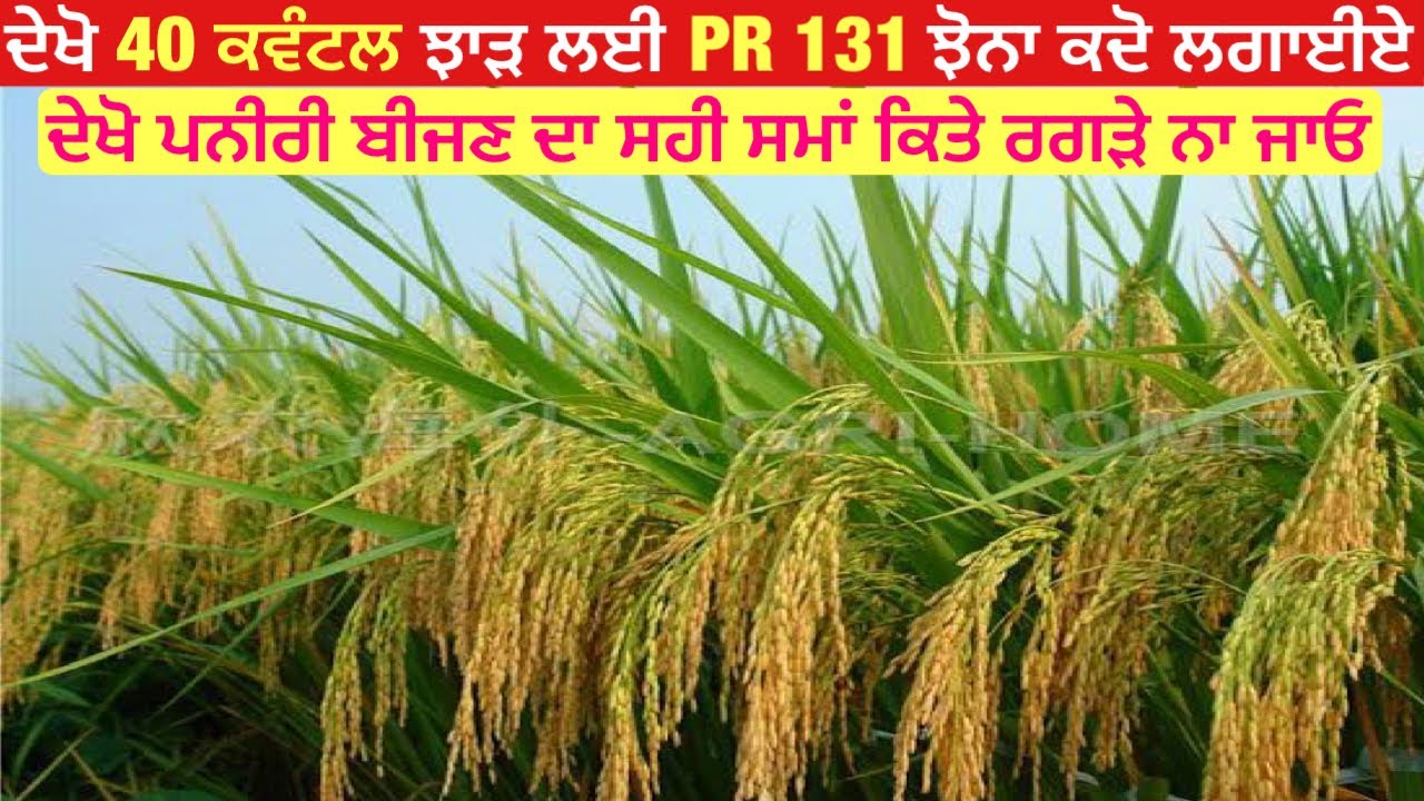 Pr 131 paddy variety | ਦੇਖੋ pr 131 ਝੋਨੇ ਦੀ ਪਨੀਰੀ ਬੀਜਣ ਦਾ ਸਹੀ ਸਮਾਂ ਅਗੇਤੀ ਲੱਗਾ ਕੇ ਰਗੜੇ ਨਾ ਜਾਇਓ