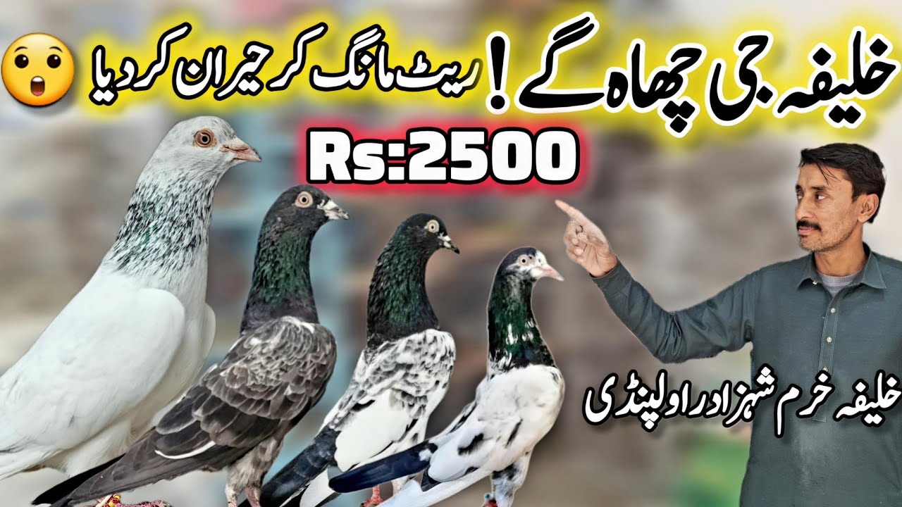 Khalifa G 2500 😱! Shandar Breeder Kabootar || 0320-5095-644 || Khobsurat Collection 🔥