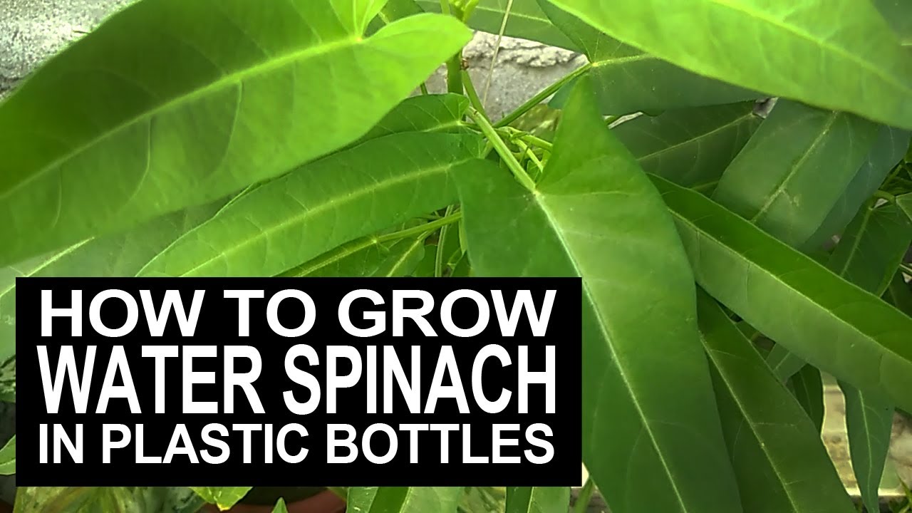 Paano Ang Pagtatanim Ng Kangkong Sa Bote Ng Softdrinks I How To Grow Water Spinach In Plastic Bottle