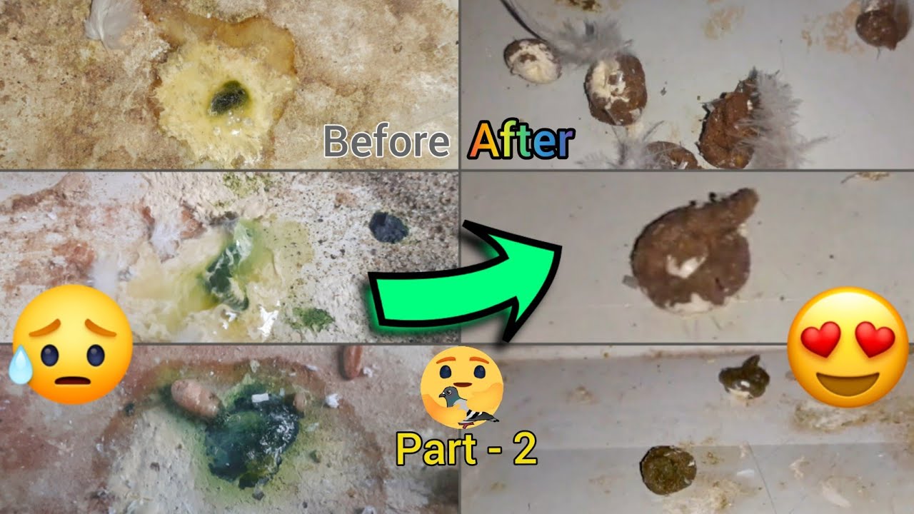 ঠান্ডা থেকে কবুতরের বদহজম+সবুজ চুনা পায়খানা সমস্যার সমাধান - Part 2 ||Pigeon Feather||