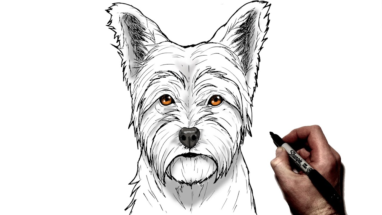 How To Draw A Yorkie | Step By Step