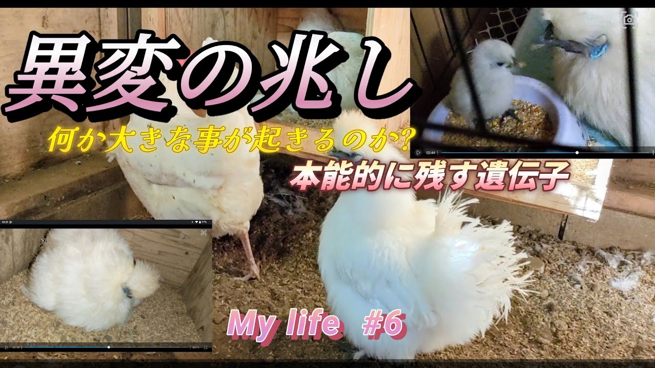 【自給自足】😥異変に気付き本能覚醒！🕵️｜🐣お前達本気か　詐欺か?🐔