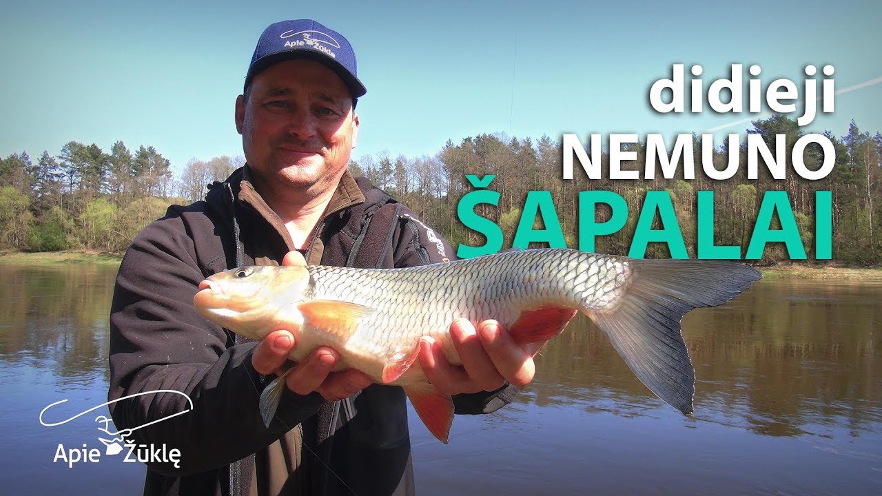 Apie žūklę 2018 04 28. Didieji Nemuno šapalai.