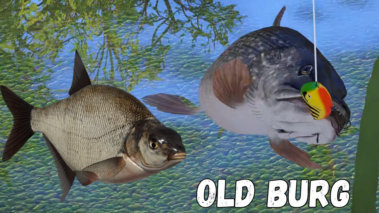 Bream and Pike spots (510) Old Burg | Russian Fishing 4