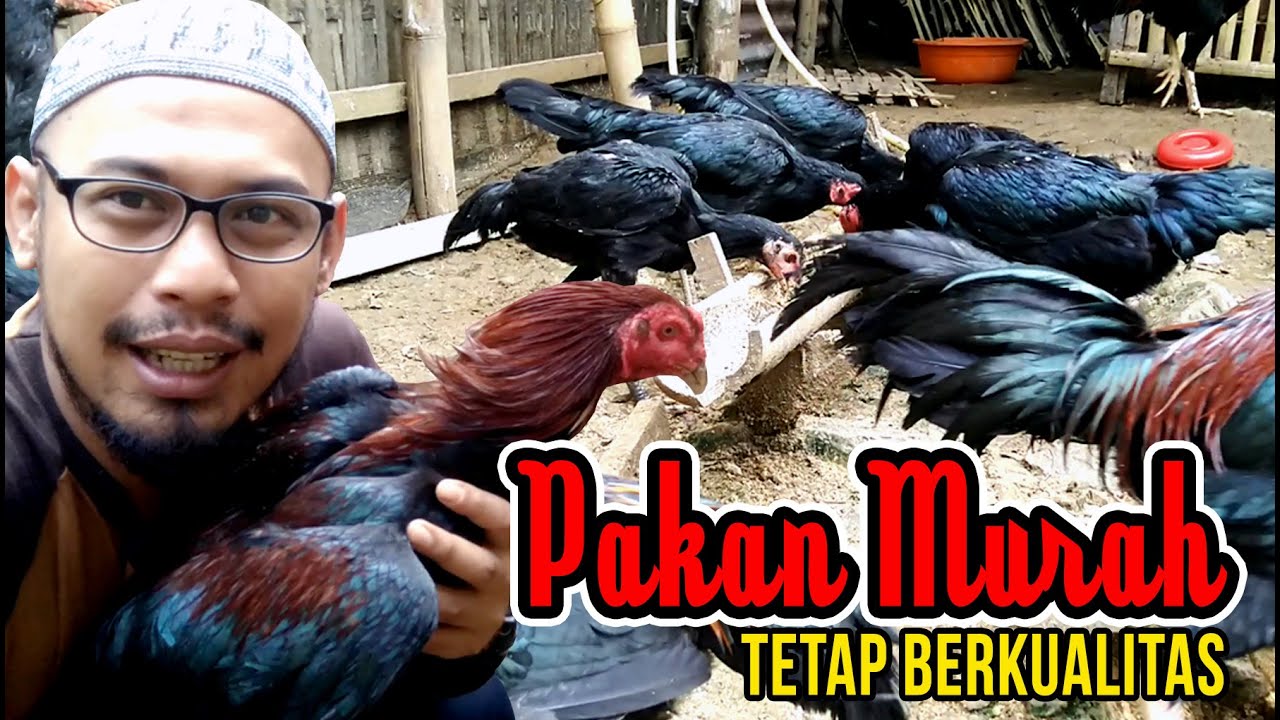Pakan Ayam Kampung / Bangkok Biaya Murah.