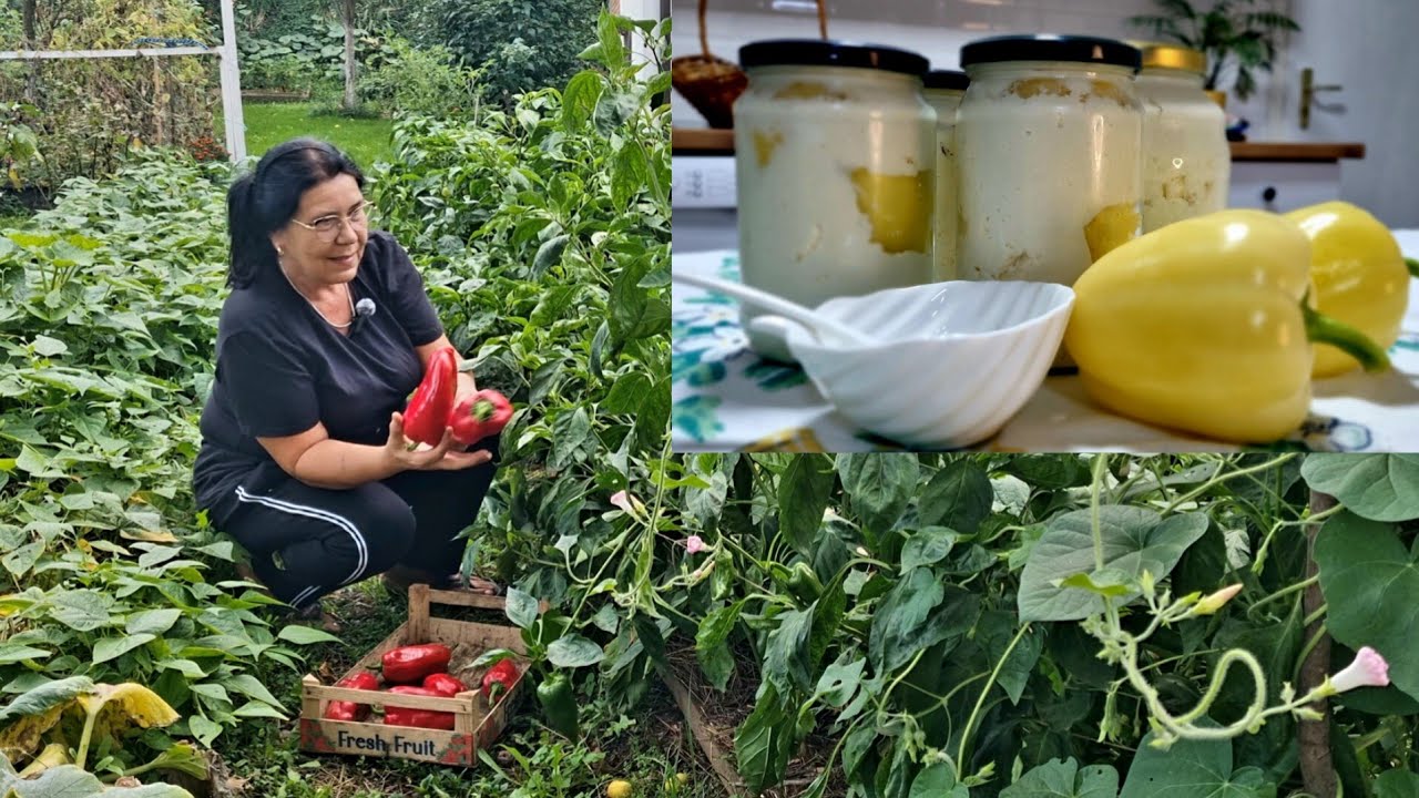 Paprike punjene  domaćim sirom na sandžački način - berba u bašti🍀🌶🍽