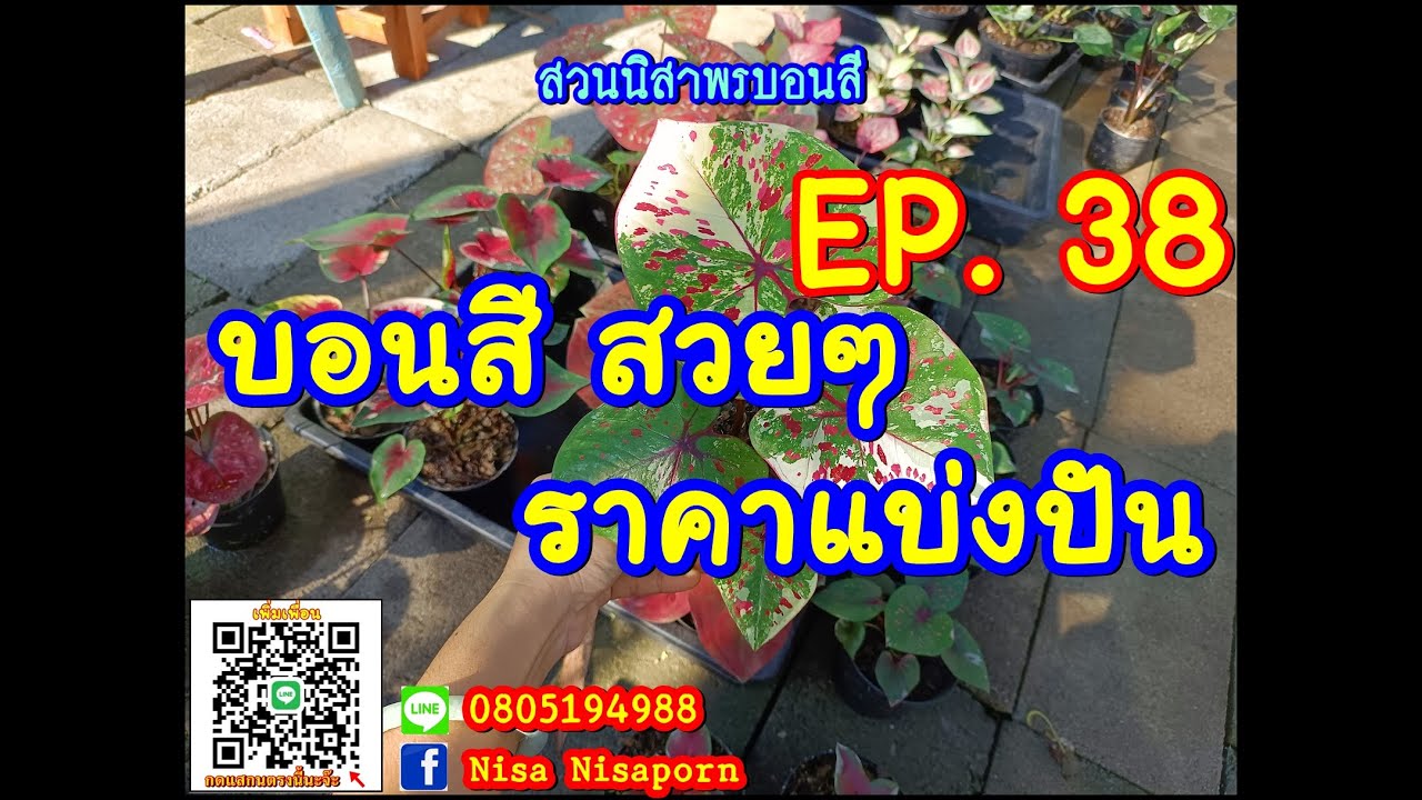 🌺👉บอนสีสวยๆ สวนนิสาพรบอนสี EP. 38  ไม้ด่าง / ไม้ป้าย โทร/ไลน์ 0805194988